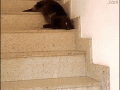 kotle.gif